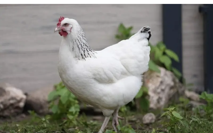 Landleben.bio