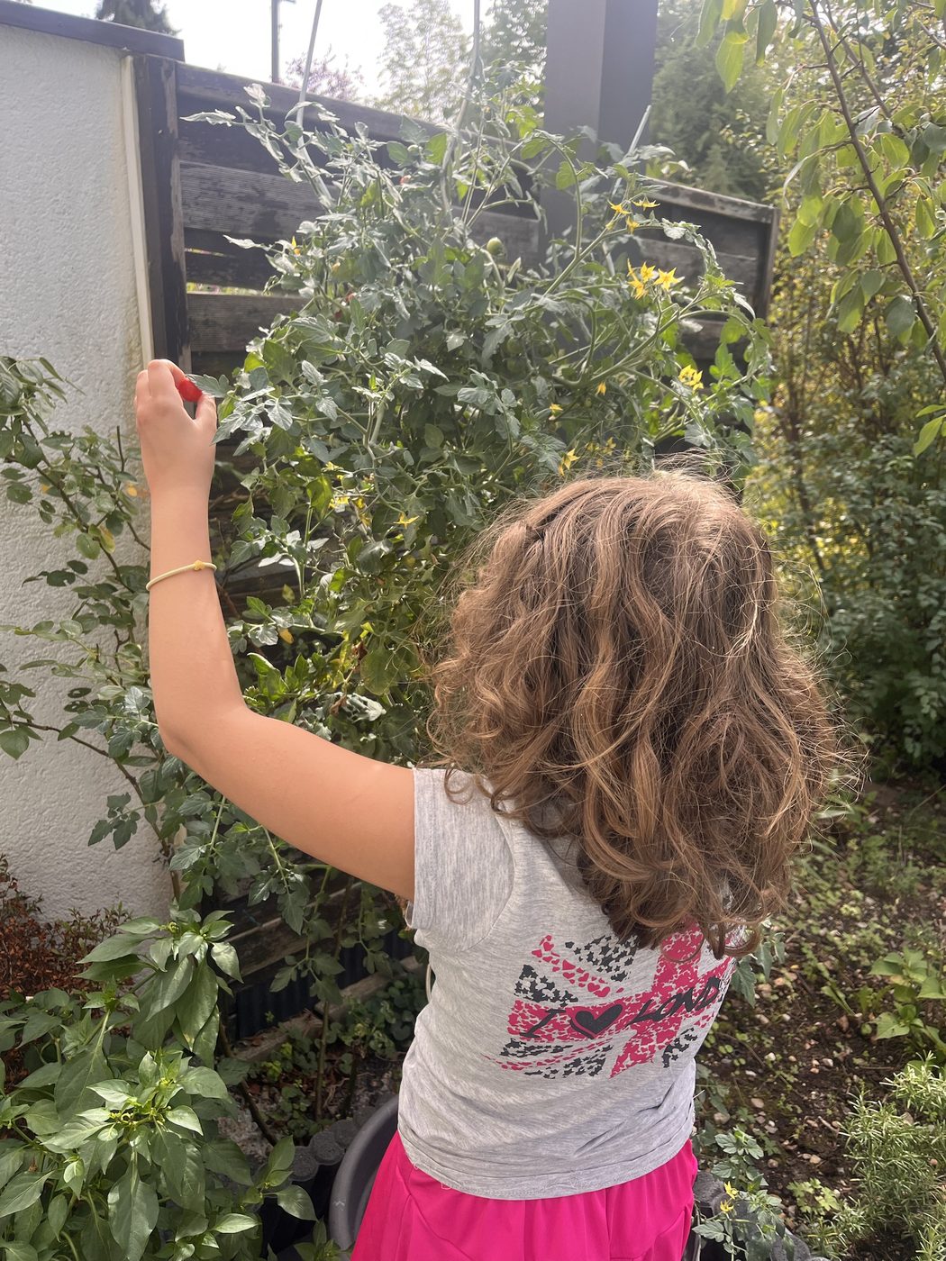 A child reaching up to pick a ripe cherry tomato from a homegrown plant.